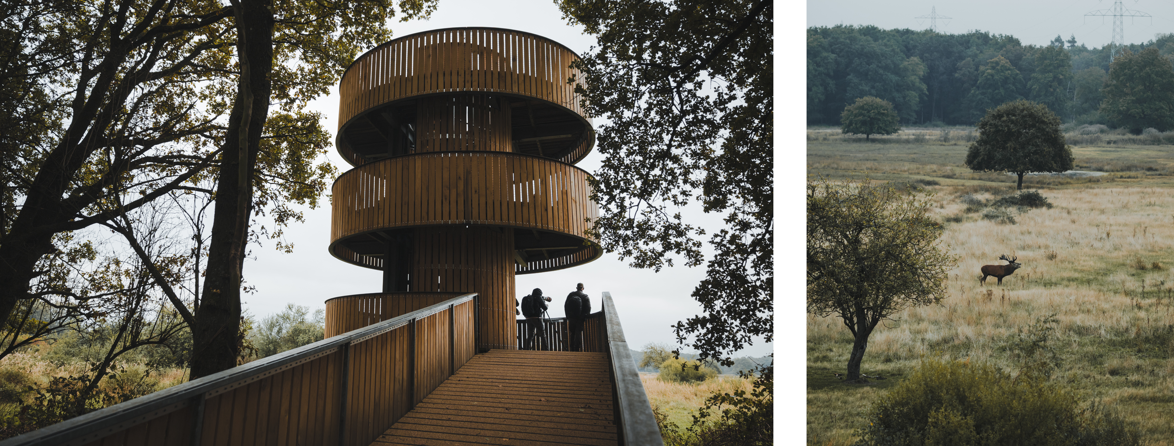 Uitkijktoren in het Weerterbos met bezoekers die edelherten observeren tijdens de bronsttijd in Hart van Limburg.