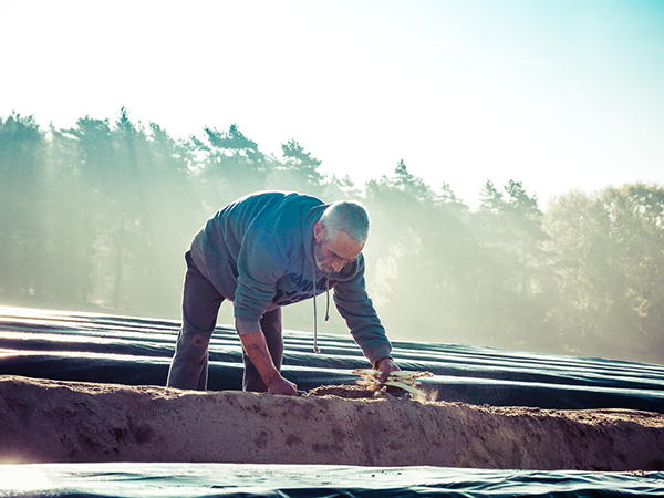 Man steekt asperges op het aspergeveld