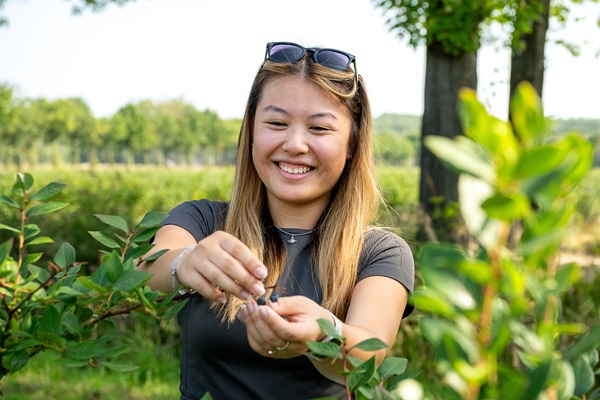 Jonge vrouw plukt haar eigen blauwe bessen op een boerderij in Roermond