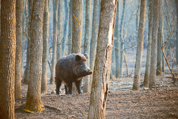 Wildschwein steht zwischen den Bäumen an einem kalten Herbstmorgen in Meinweg