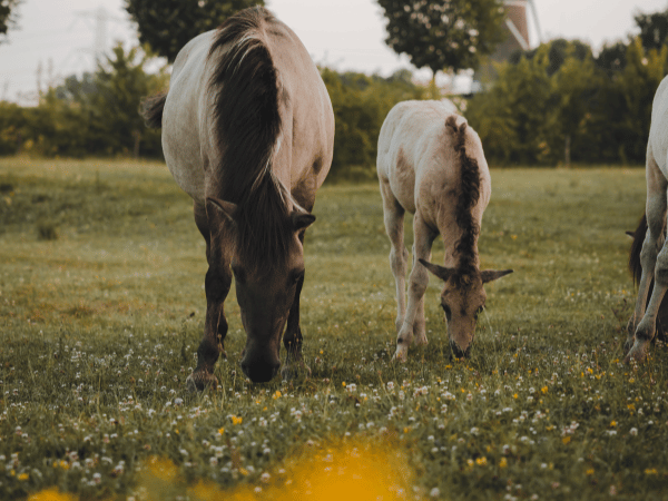 Two horses, a mare and her foal are grazing together.