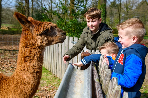 Kinderen voeren de alpaca's bij de alpacafarm in de gemeente Roerdalen